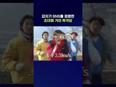 저는 님을 돕기 위해 온 농발거미입니다 #<strong>농발거미</strong> #shorts #스브스뉴스