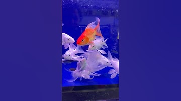 Ngắm cá chép cảnh siêu đẹp #cacanh