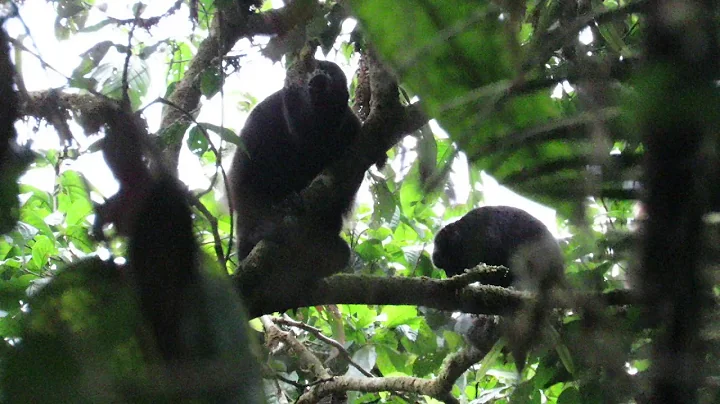 Mantled Howler Monkeys (Alouatta palliata) - Colom...