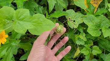 Cách Tìm Cây Lạc Tiên Nhãn Lồng Trị Mất Ngủ