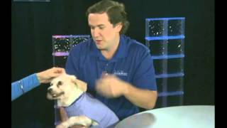 Humane Society of St Lucie County Adopt-a-Pet Dolly
