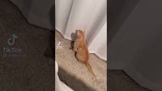 ❤️Cutest Kitty 💞💖 #crazykittens #cutestkitty #kittycat #kittyvideo #catmom #catlife #lovecat #kitty by Cutest Kitty 3 views 1 year ago 1 minute, 16 seconds