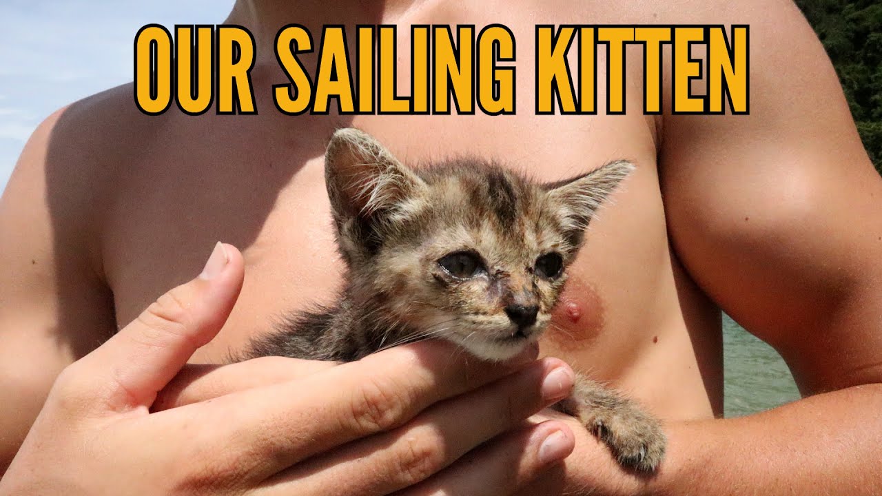 Rescuing a stray kitten and saving a cat – Sailing Malaysia