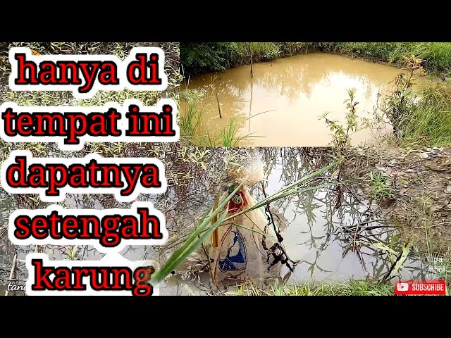 INI BARU SPOT IDAMAN mancing belut class=