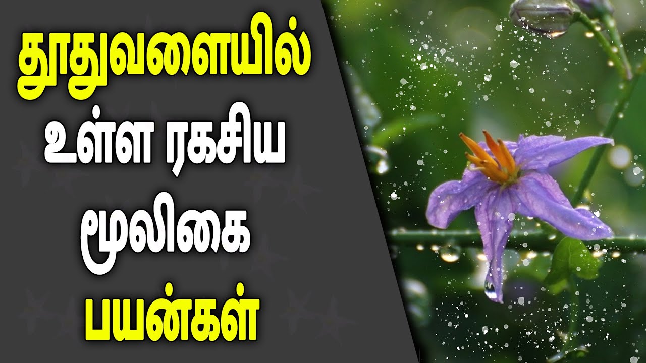 தூதுவளையில்  உள்ள ரகசிய மூலிகை பயன்கள் Mooligai Ragasiyam |  