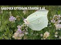 Бабочки снятые крупным планом в 4K