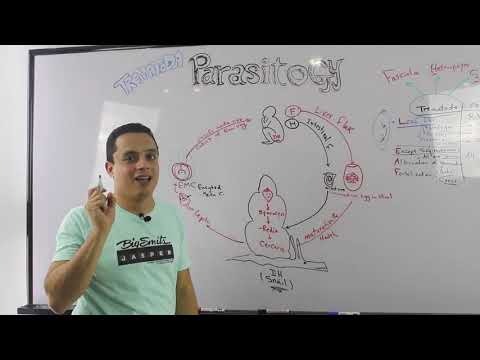 02- INTRODUCTION OF TREMATODES