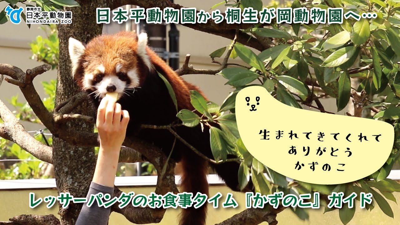 【日本平動物園】レッサーパンダ『かずのこ』のお別れガイドを行いました！