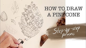 How to Draw a Realistic Pinecone