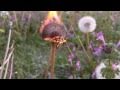 Extreme Burning Dandelions