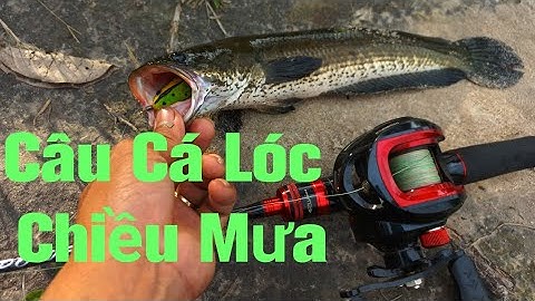 Câu Cá Lóc Sông Sài Gòn Chiều Mưa | Quang Hưng Vlog