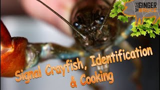 Signal Crayfish, Identification & cooking