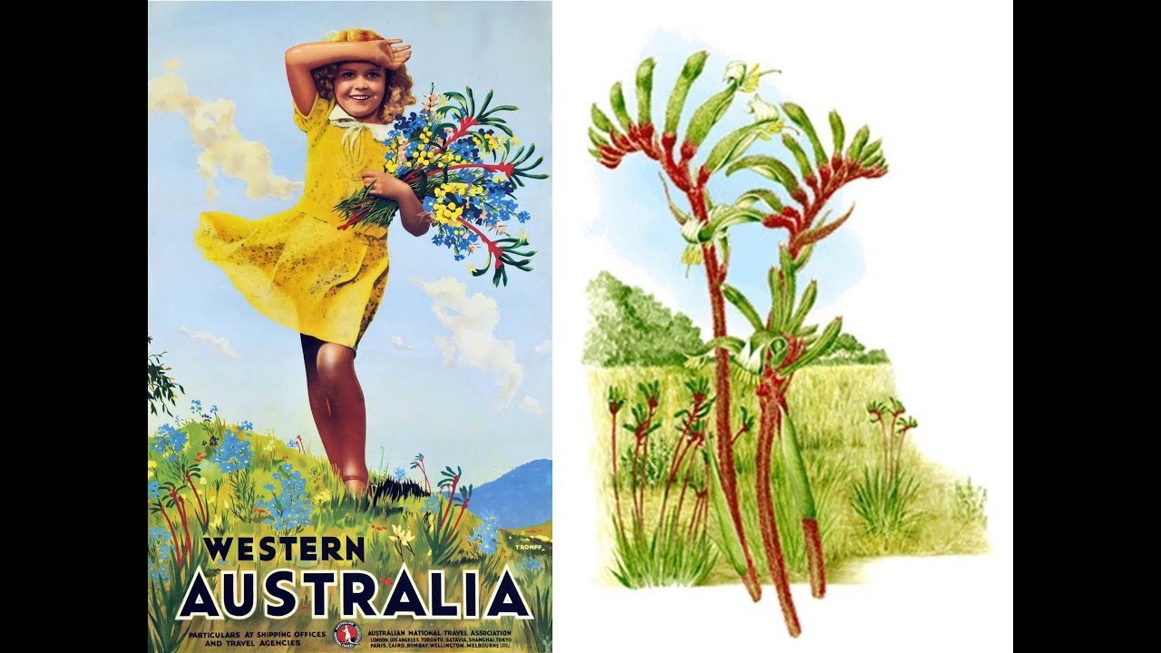 native plants of florida A Botanist's garden where the Kangaroo paw is abundant - ABC Radio