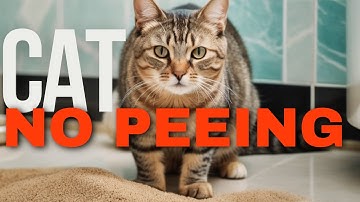 My CAT CANNOT URINATE - Why and What to do 🐱
