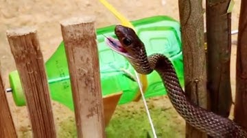 Simple Snake Trap - Catch a Snake By Using Awesome Snake Trap Technology using  plastic  bottle
