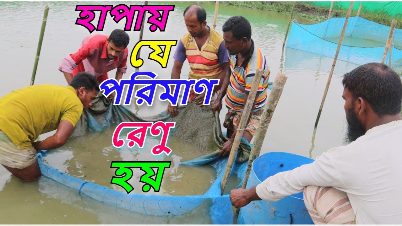হাপায় শিং মাছের রেণু কি পরিমাণ হয় ।দেখলে অবাক হবেন আপনিও।সহজ পদ্ধতিতে মাছ চাষ।রুবেল মিয়া।Mach Bari