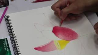 1051122中壢社大 蓮花 前花瓣2
