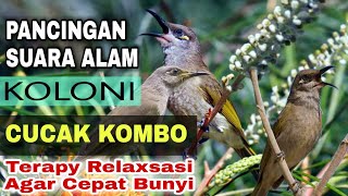 PANCINGAN SUARA ALAM II KOLONI CUCAK KOMBO