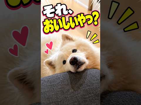 【くうたとそら】おねだり上手なサモエド🐶
