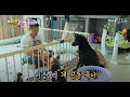 슈퍼맨이 돌아왔다 Return of Superman 강형욱의 Dog과 함께하는 공동육아비법, KBS 180624 방송