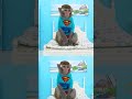 #comedy  #monkeybonbon #cutemonkey #monkeyfunnyvideos #bobykidstv #monkeybaby