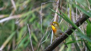 Another visit with the active birds of Moanalua Valley