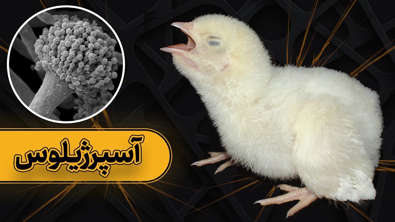 بیماری قارچی آسپرژیلوس در پرورش مرغ گوشتی