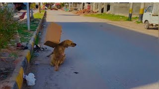 dog prank video #dogprankvideo #dog 😀😀😀