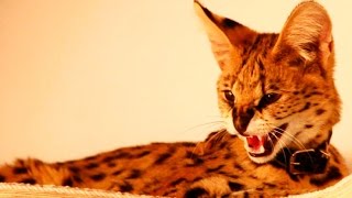 Historias y Reportajes | Gato Serval: llega a Chile la mascota de los faraones egipcios