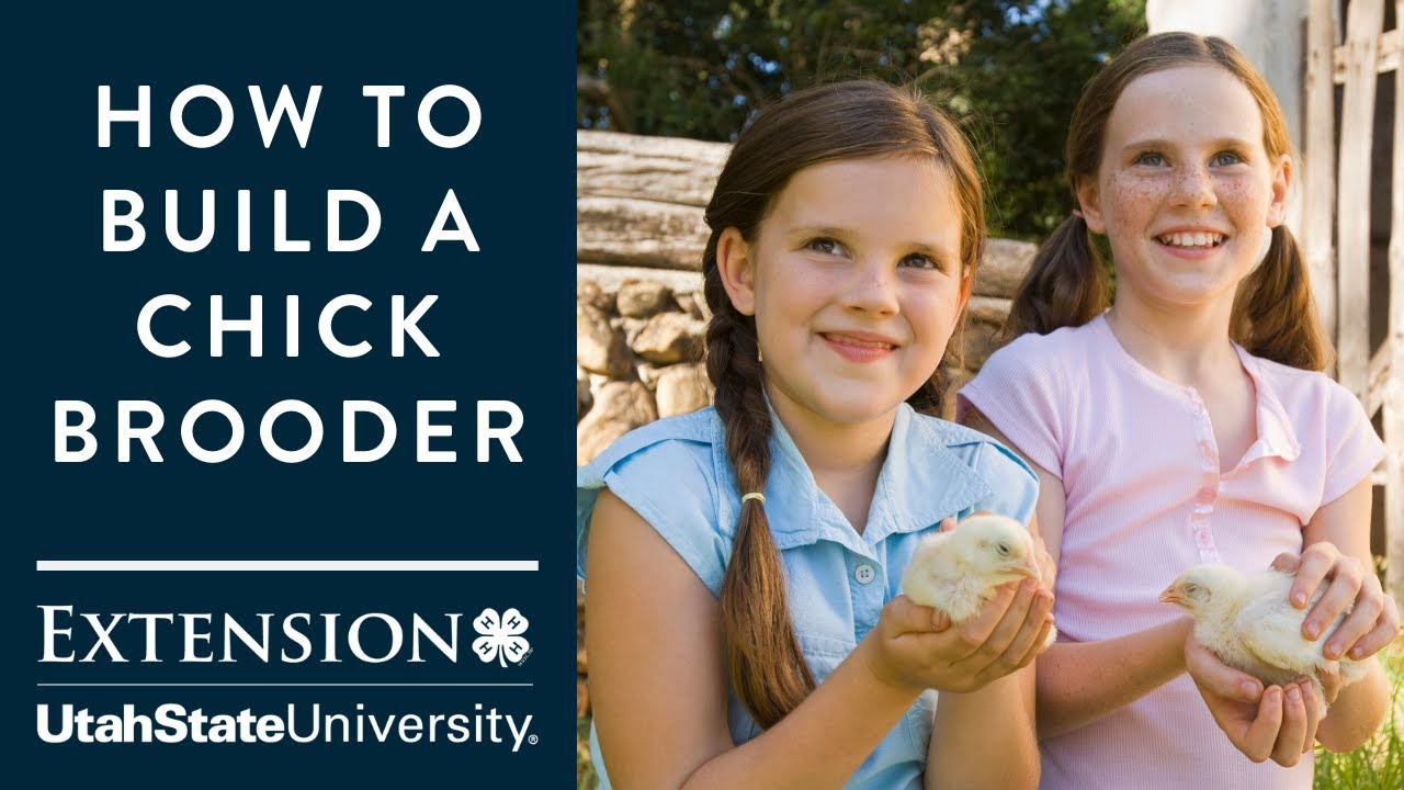 How to Build a Brooder for Your New Chicks - YouTube
