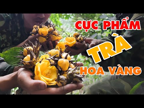 Video #28 - CHÈ HOA VÀNG - CỰC PHẨM TRÀ | Thợ Rừng - youtube