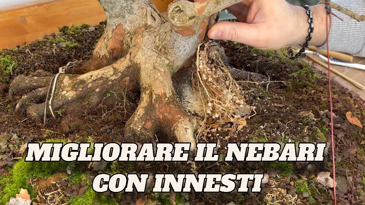 INNESTI DI RADICE, COME EFFETTUARLI