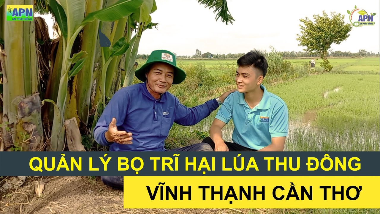 APN - QUẢN LÝ BỌ TRĨ HẠI LÚA THU ĐÔNG - VĨNH THẠNH CẦN THƠ #anphatnong #canhtaclua