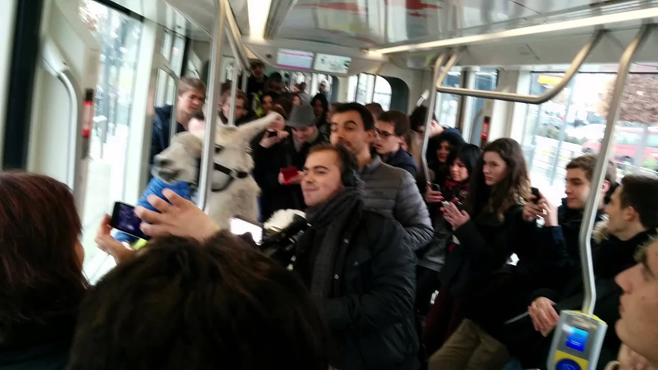 Serge Le LAMA dans un tram d'Angers - YouTube