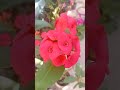 #corona de cristo #planta #naturaleza