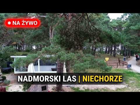 Kamera na żywo: Spokojny nadmorski las w Niechorzu przy Chimera SPA