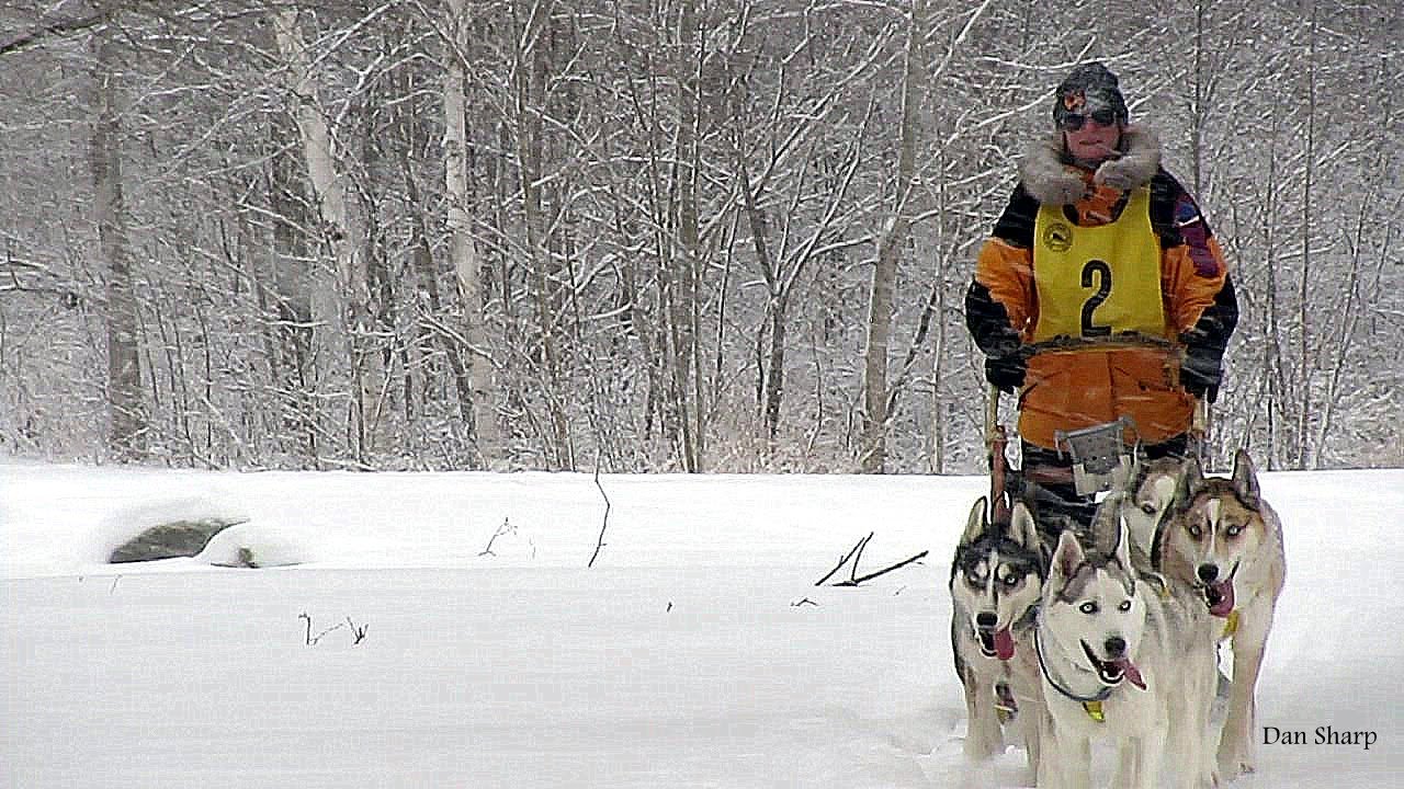 Husky Sled Dogs Mushing In Michigan Wandering Wellness RV YouTube