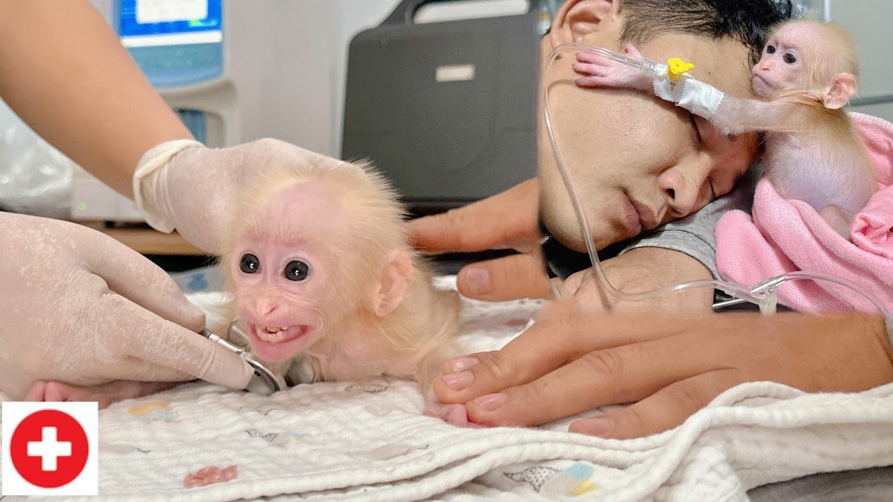How did baby monkey Lulu bravely fight dangerous diseases? Tam told the story