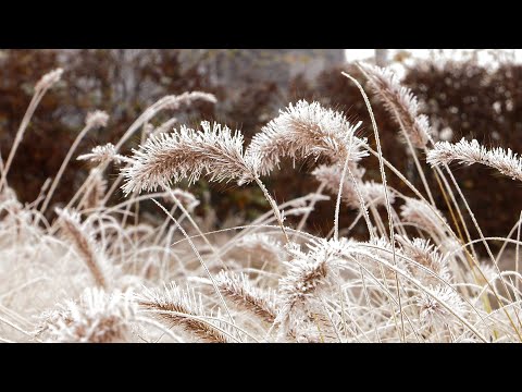 Wideo: Długoterminowy Kalendarz Sezonowy Dla Ogrodników