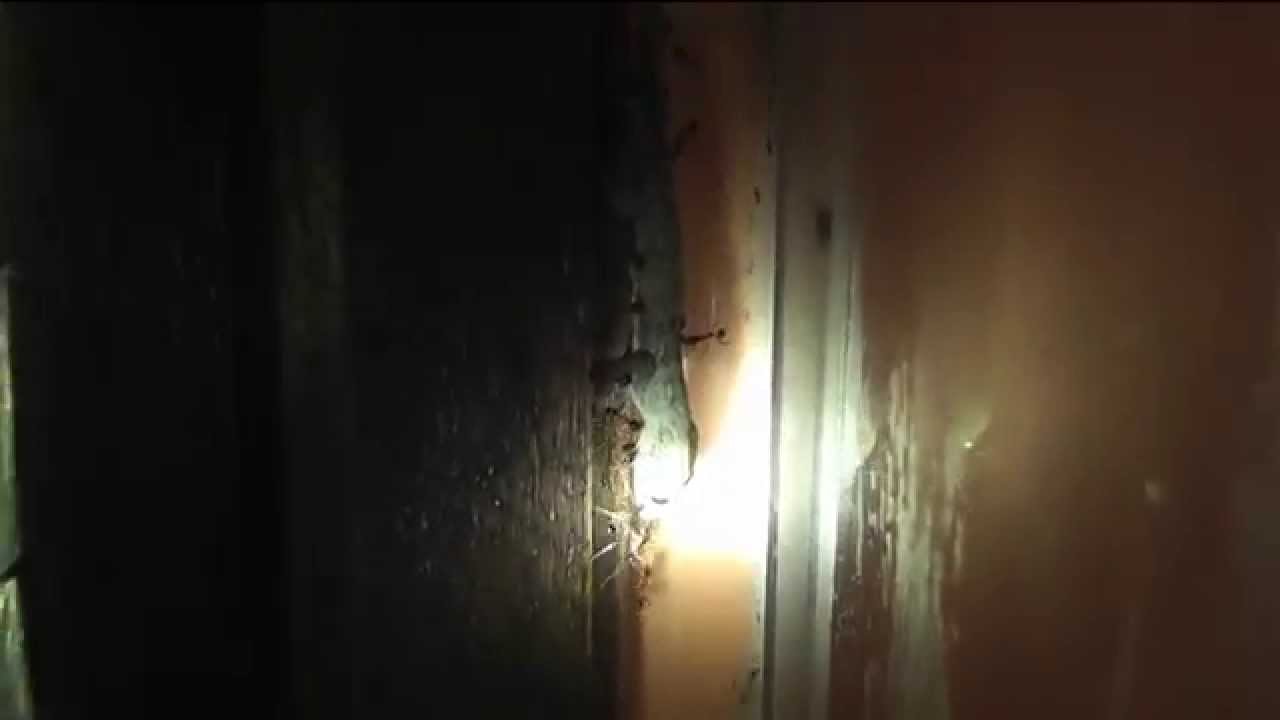 Муравьи тащат мертвого геккона по стене - YouTube