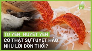 Tổ yến có thật sự thần kỳ, giàu dinh dưỡng như lời đồn? | VTC16