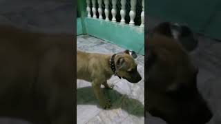 Ambully 4 Months Old.and Ambull Mix Bull Terrier 4 Months Old