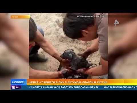 Собака привела людей к гибнущему в яме с битумом щенку