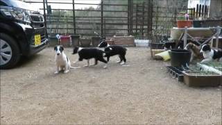 Elsa Drake puppies 20170323 4