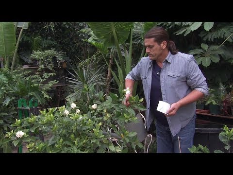 Vídeo: Gardenia: Característiques Del Cultiu En Un Apartament, Tipus, Manteniment, Reproducció I Poda