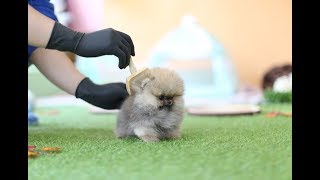 Tiniest and Cutest Teacup Pomeranian Puppy!