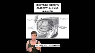 Insomniac anatomy academy 404: eyelid skeleton #science #stem #sciencefacts #anatomy #eyes