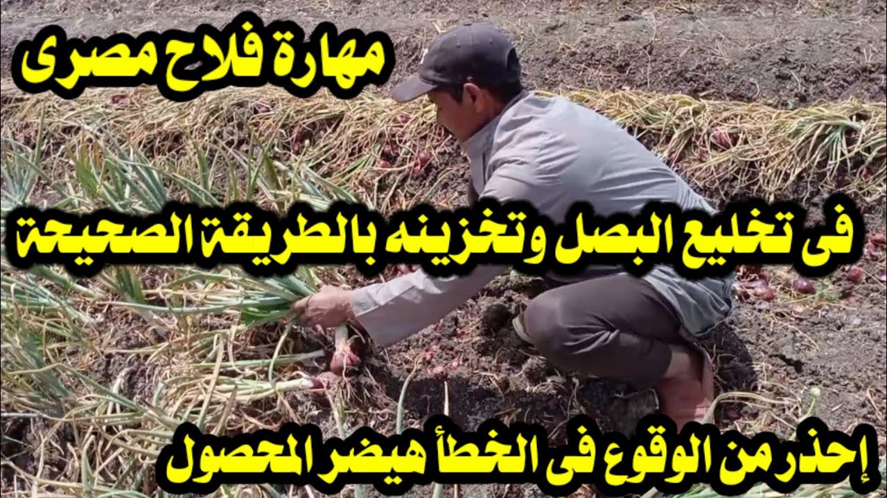 الطريقة الصحيحة لتخليع محصول البصل وتخزينه؛ إحذر من الوقوع فى الخطأ هيضر المحصول كله؛