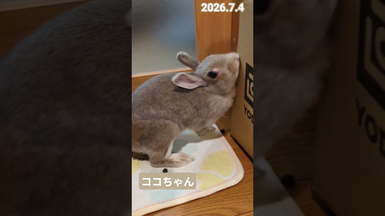 月うさぎ☆ココ ★New ココちゃんです。2026.7.4②雨の土曜日、夜の部屋んぽから。 #うさぎの