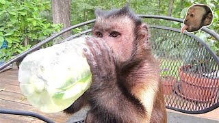 Monkey CHUGS Cucumber Water!